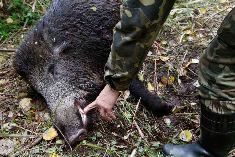 Няма констатирани нови случаи на африканска чума по диви свине на територията на Регионална дирекция по горите – Сливен, съобщи за 999 директорът инж....
