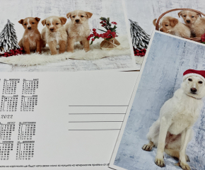 В продажба са календар и картички на кучета от Общинския приют за безстопанствени животни в Ямбол