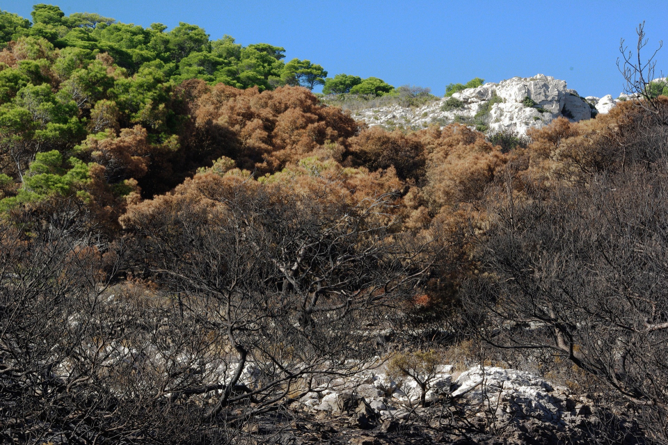 И днес продължава борбата с големия горски пожар над село Югово, община Лъки, който обхвана над 1100 декара в Родопите. Откъм Югово пожарът е локализиран,...