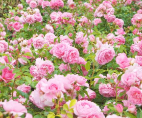 Производители унищожават розови насаждения в Карловско