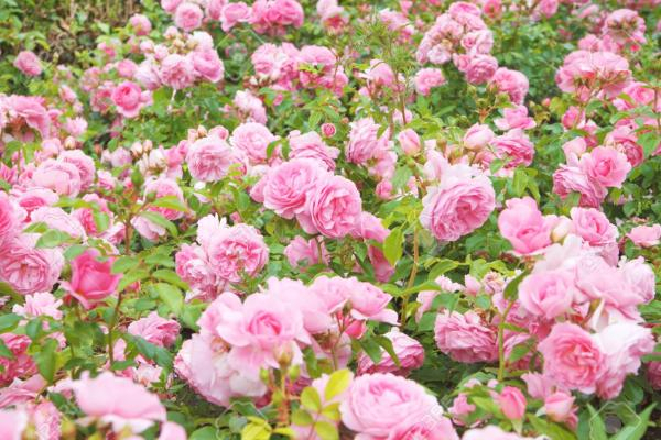 Броени дни преди началото на розобера, розопроизводители от Карловско започнаха да унищожават розовите си насаждения, защото са обречени на фалити заради...