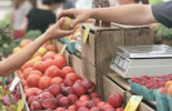 Производители от Югоизточна България се събират отново на изложение в Ямбол