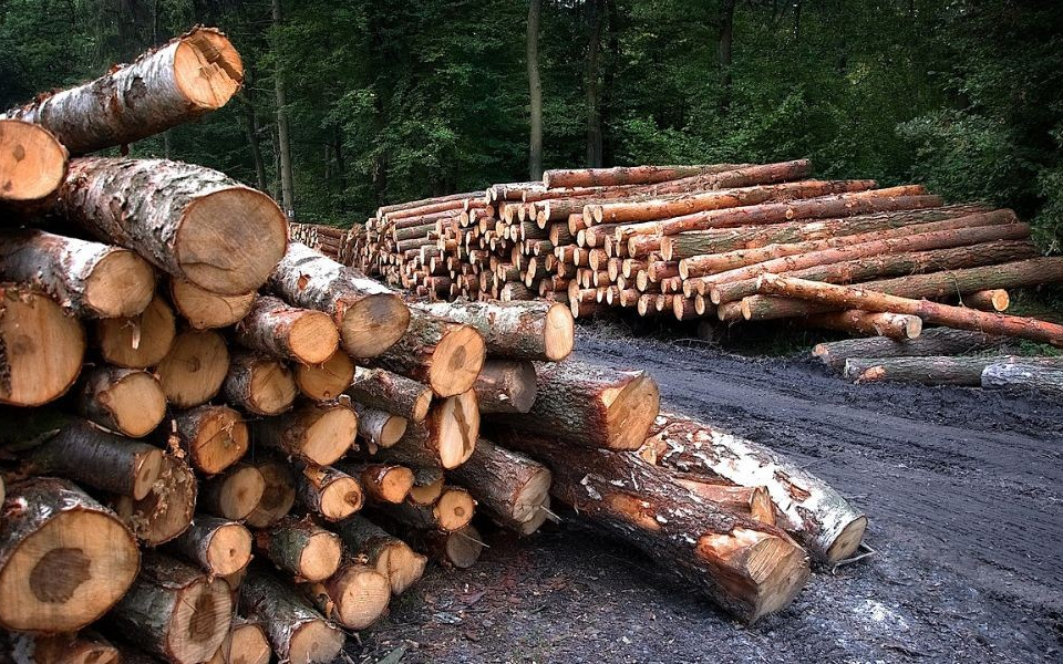 Масирани проверки за незаконен дърводобив текат в цялата страна.
Екипите на Изпълнителна агенция по горите и Регионалните дирекции по горите са ежедневно...