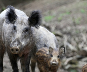Първи случай на чума по свинете в Асеновград