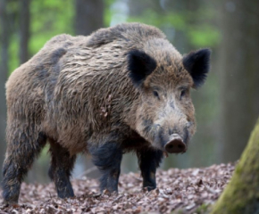 Първи случай на чума по свинете в област Ямбол (видео)