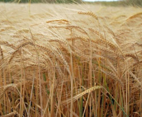 Рекордно количество от над 7 000 000 тона пшеница е ожъната това лято у нас