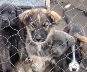 Ремонтират приюта за кучета в Ямбол