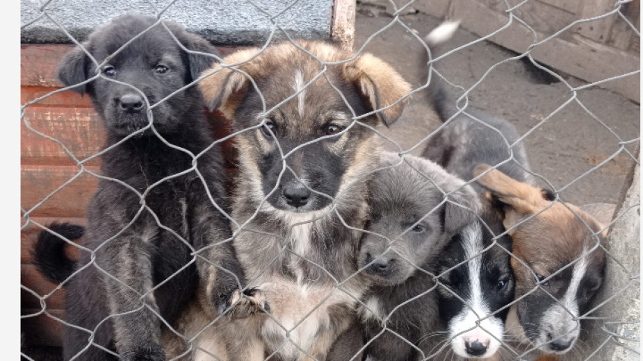 Сградата на приюта за безстопанствени кучета в Ямбол ще бъде ремонтирана, а помещенията в нея ще бъдат разширени. Броят на изхвърлените в града животни...