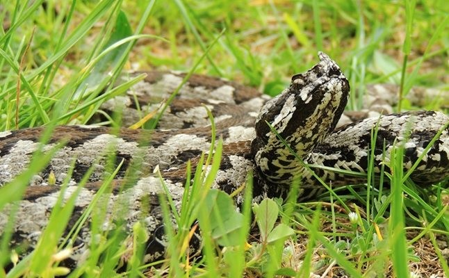 Змиите са защитени видове съгласно закона за биологичното разнообразие и улавянето или убиването на змии е нарушение, при което физическите лица се наказват...