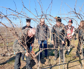 С ритуално зарязване на лозята днес в община Болярово отбелязаха Деня на лозаря и винарите - Трифон Зарезан