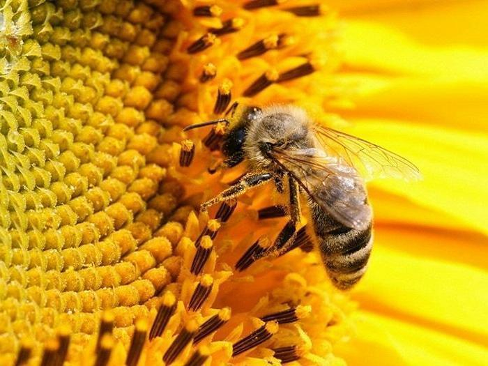 Община Ямбол, във връзка с чл. 8, ал. 2 от Наредба №13 от 26.08.2016г. за мерките за опазването на пчелите и пчелните семейства от отравяне, уведоми всички...