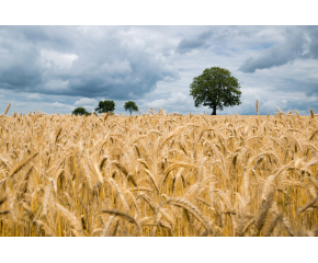 Слаба реколта от жито отчитат зърнопроизводителите в Южна България