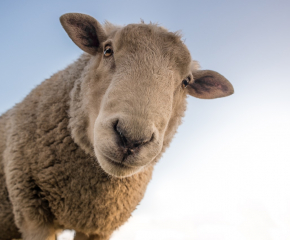 В Сливенско: Неизвестен задигна 22 овце и 2 камери за видеонаблюдение 