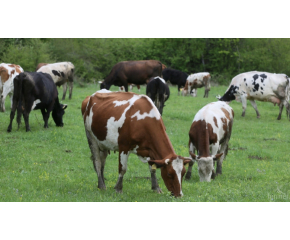 Стадо крави изчезна, докато било на пасище с електронен пастир