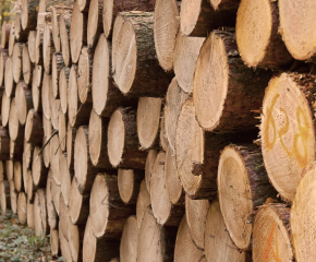 Стартира кампанията по подаване на заявления за закупуване на дърва за огрев в община Болярово