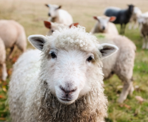 В Стралджа за броени часове разкриха кражба на 34 овце  