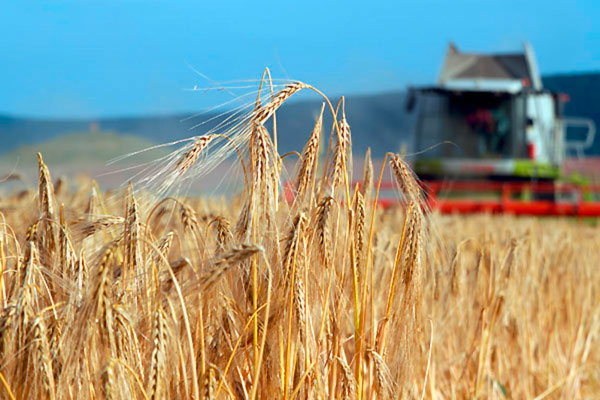  Задължения на собствениците на земи и селскостопанска техника, земеделски кооперации и кметства при подготовката за прибиране на зърнената реколта и опазването...