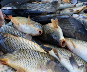 Съветите на БАБХ: Как да изберем прясна риба за Никулден