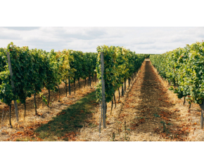 Удължава се срокът на извънредните мерки в лозаро-винарския сектор