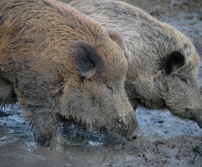 Удължава се срокът за групово ловуване на дива свиня до края на януари