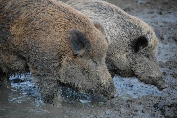 До 31 януари 2020 г. се удължава срокът за групово ловуване на дива свиня в цялата страна. Мярката се предприема със заповед на министъра на земеделието,...