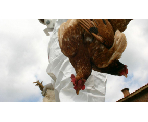 Унищожават над 39 000 кокошки в село Криво поле