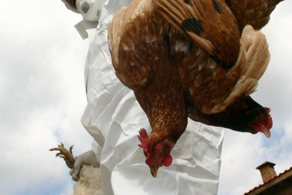 На 2 януари ще започне евтаназирането по хуманен начин на над 39 000 кокошки-носачки в двата птицевъдни обекта в хасковското село Криво поле, където бе...