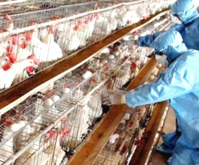 Установиха птичи грип във ферма в хасковско