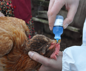 Ваксините за нюкясълска болест по птиците ще бъдат безплатни за стопаните