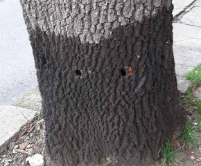 Вандали увредиха дърво на 60 години на ул. „Оборище“ в Сливен