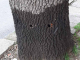 Вандали увредиха дърво на 60 години на ул. „Оборище“ в Сливен