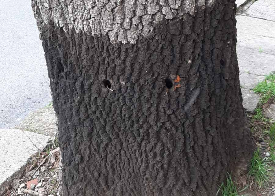 Здраво дърво от вида „полски ясен“ на възраст над 60 години е било умишлено увредено, за да бъде унищожено, сигнализираха граждани в общинската администрация.
Дървото...
