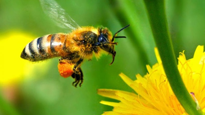 
В брой 101/27.11.2020г. на Държавен вестник е обнародвана Наредба № 13 от 2016г. за мерките за опазване на пчелите и пчелните семейства от отравяне и...