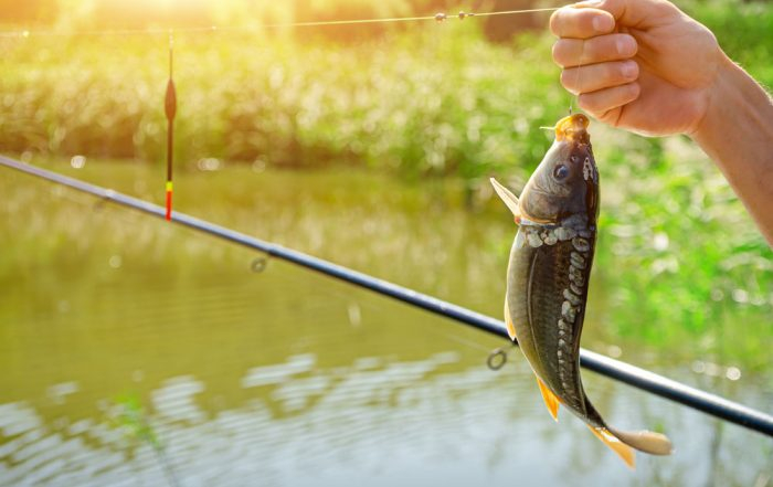 От днес влиза в сила 45-дневна забрана за риболов по Дунав и вътрешните водоеми на страната с надморска височина до 500 метра. Това е защитна мярка, която...