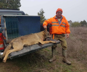 Вълк нападнал животновъд в Горска поляна
