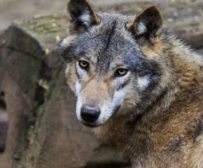 Вълци притесняват жителите на Болярово