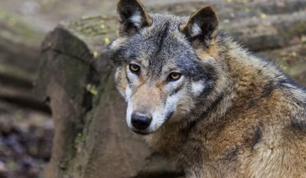
Увеличеният брой на вълците в планинската част на община Болярово продължава да притеснява стопаните, съобщи БНР.
Популацията на хищниците расте с всяка...
