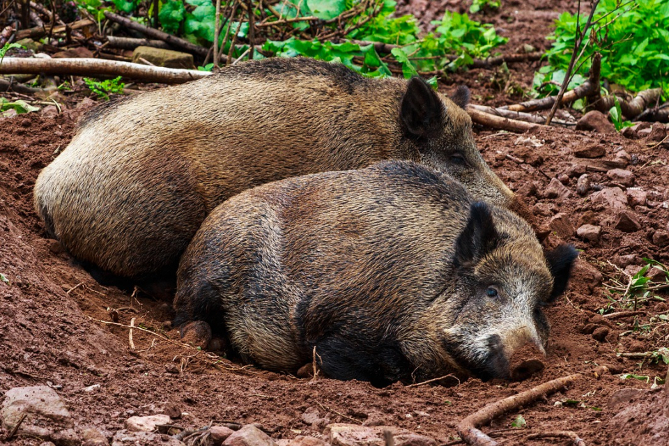 31 положителни проби за Африканска чума по свинете при диви прасета са установени в страната през месец ноември, научи 999 от Българската агенция по безопасност...