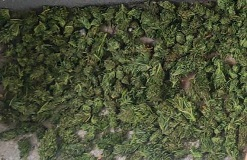 Ямболски криминалисти иззеха около 20 килограма марихуана