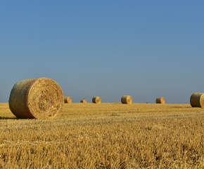    В Ямболско са прибрани близо 405 000 тона пшеница   