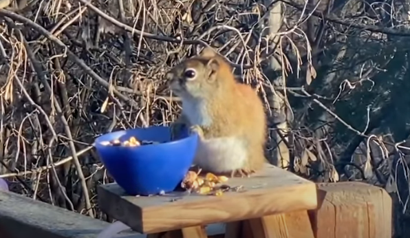 Американка, която храни катерички пред дома си в щата Минесота, сподели видео на една от тях, която залита пияна, след като е яла ферментирала круша, съобщи...