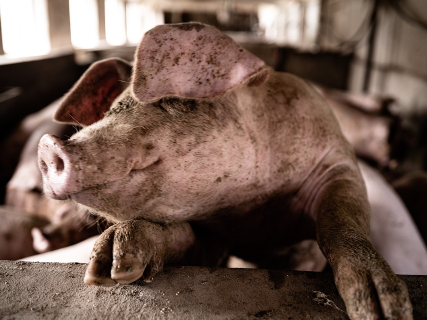 Ветеринарните служби и собствениците на свинеферми в област Ямбол предприемат строги мерки за недопускане на територията на областта разпространение на...