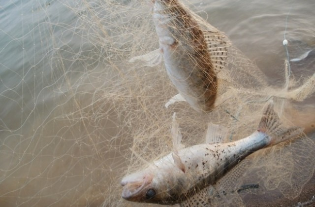 Изпълнителната агенция по рибарство и аквакултури (ИАРА) започна засилени проверки на водоемите срещу бракониери. Проверени са десетки любители риболовци....
