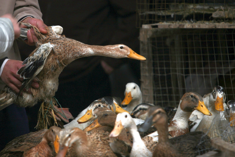 Мерки срещу евентуално разпространение на Инфлуенца по птиците, известна още като птичи грип, са разпоредени за цялата страна. Това става ясно от публикуваната...