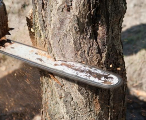 Жители на свищовско село се оплакват, че енергото изсича дървета в дворовете им без тяхно знание