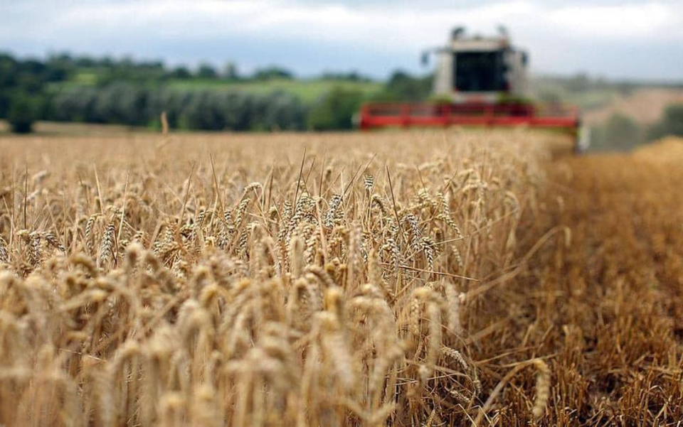 Състоянието на посевите с ечемик и пшеницата в Ямболска област е много добро. Прогнозите са и за добри добиви, близки до миналогодишните. Очаква се жътвата...