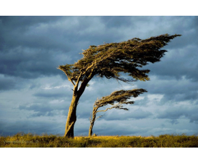 Жълт код за силни пориви на вятъра в Източна България
