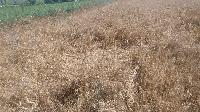 Добитък унищожава градини и ниви в село Асеново