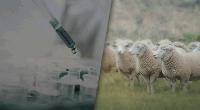 Продължава вземането на кръвни проби за чума по дребните преживни животни в Ямболско
