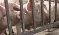 Изтича срокът за доброволно умъртвяване на домашни прасета